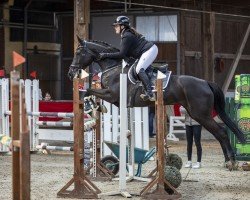 broodmare Kylie BS (Holsteiner, 2017, from Hym d'Isigny)