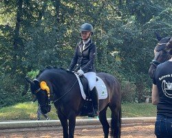 broodmare Phelicia W WE (German Riding Pony, 2017, from Cosmopolitan NRW)