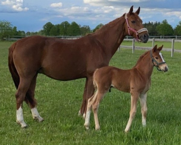 horse Vollkornkeks (Hanoverian, 2021, from Vidar)