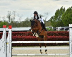 broodmare Casablanca K (Holsteiner, 2008, from Contendro I)