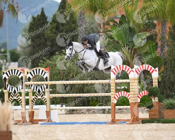 jumper Capri DV Z (Zangersheide riding horse, 2013, from VDL Cardento 933)