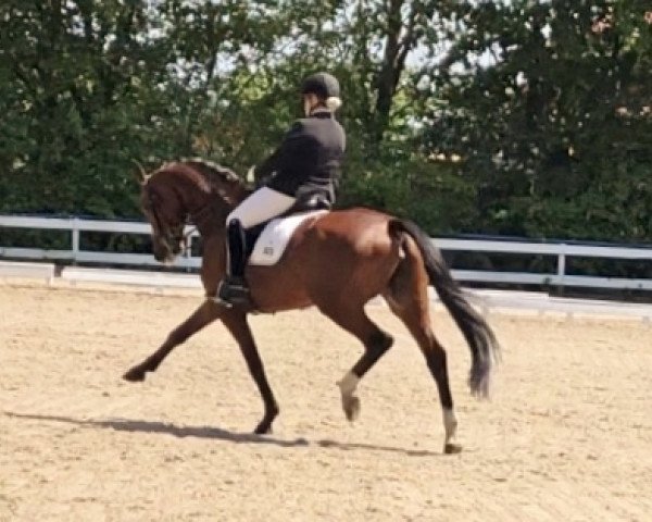 dressage horse San Derella (Oldenburg, 2011, from San Amour I)