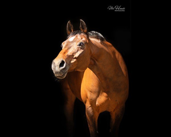 broodmare Alassia 11 (Bavarian, 2007, from Alassio's Boy)