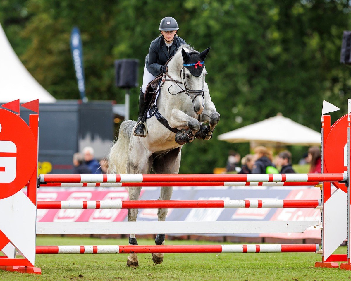 Springpferd Clyde 86 (Holsteiner, 2012, von Clarimo Ask)