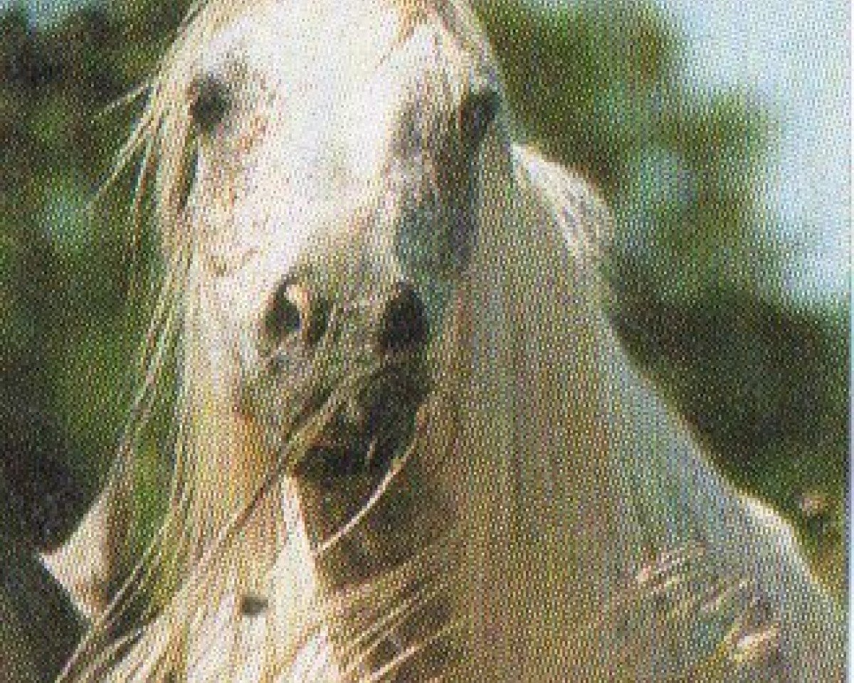 horse Avalon (Arabian, 1995, from Messaoud 1979 ox)