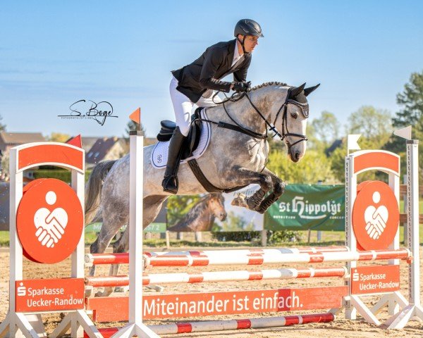 jumper Carlandra Blue (Swedish Warmblood, 2019, from Cade Z)