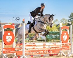 Springpferd Carlandra Blue (Schwedisches Warmblut, 2019, von Cade Z)