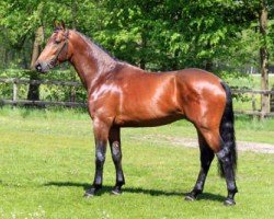 jumper Incanto VDL (KWPN (Royal Dutch Sporthorse), 2013, from Kannan)