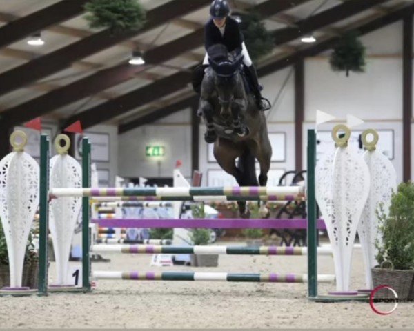 Springpferd One Diamond (Anglo Europäisches Sportpferd, 2014, von Diarado)