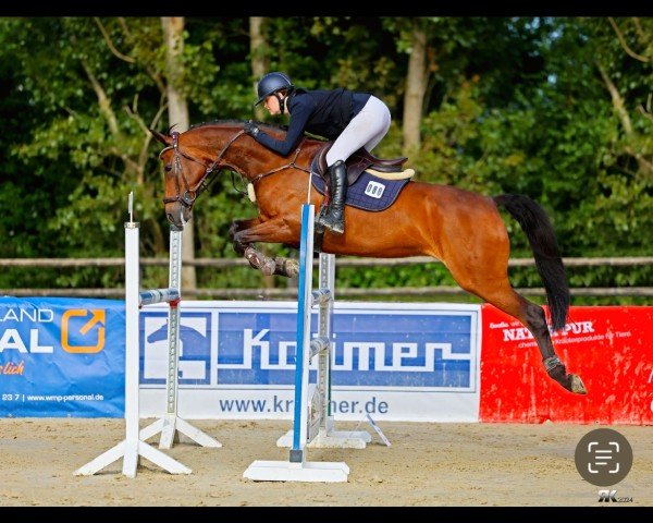 Springpferd Sunny Girl 57 (Oldenburger, 2010, von Sergio Rossi)