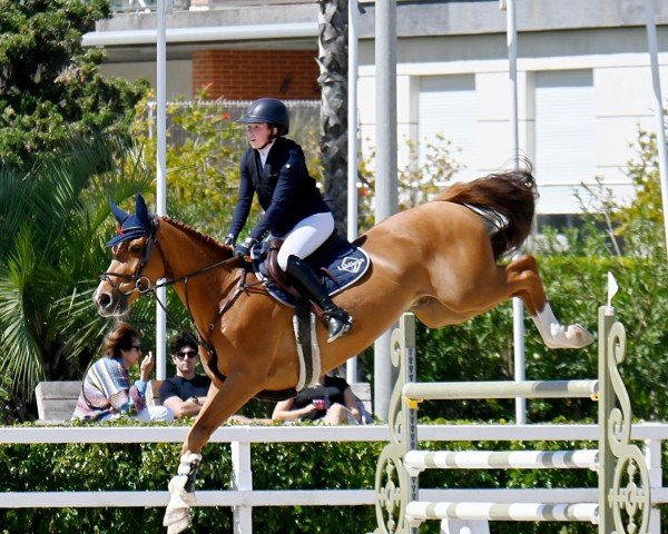 Springpferd Fireball van Overis (Anglo Europäisches Sportpferd, 2015, von Flying Dream)