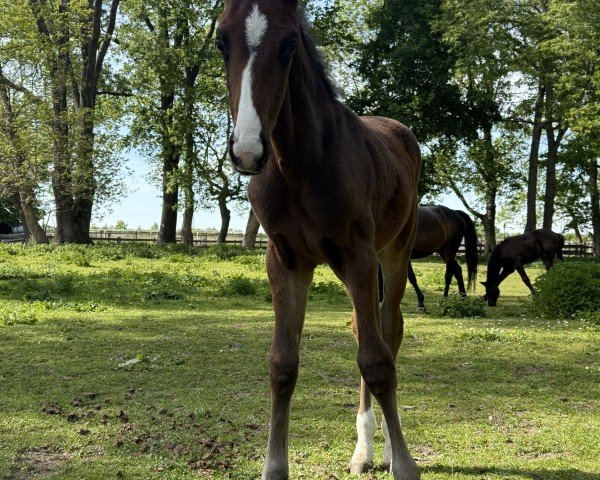 foal by Vision of Future (Hanoverian, 2025, from V-Power)