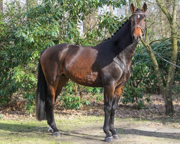 dressage horse Hannes (Hanoverian, 2017, from Heinrich Heine)