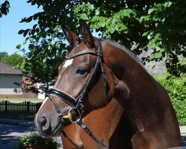 Pferd Ella (Deutsches Sportpferd, 2019, von Emilio) Pferd Ella (Deutsches Sportpferd, 2019, von Emilio)