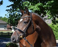 horse Ella (German Sport Horse, 2019, from Emilio)