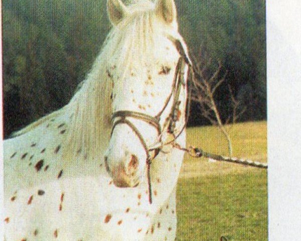 horse Chartan von Kreidefels (Knabstrupper, 2001, from Arup Charlie)