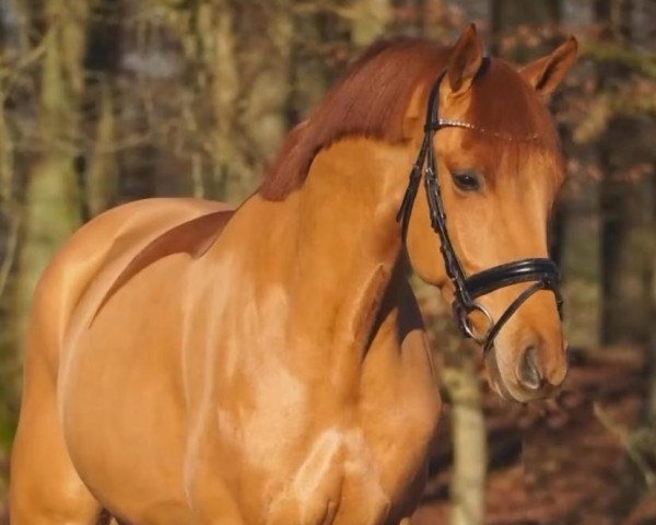 Pferd Aurelius (Trakehner, 2020, von Banderas)