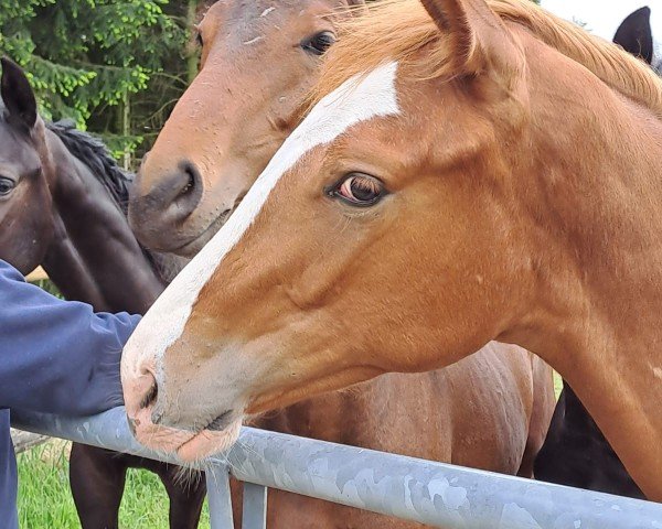 Pferd Diamant, girls best friend (Hannoveraner, 2022, von Diamant van Klapscheut Z)
