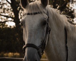 jumper B-Koloryt Jagodne (Polish Warmblood, 2011, from Kalkan)