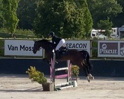 jumper Starado B (Westphalian, 2016, from Stakkato)