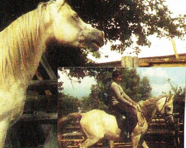 horse Mansal (Arabian, 1999, from El Sharif EAO)