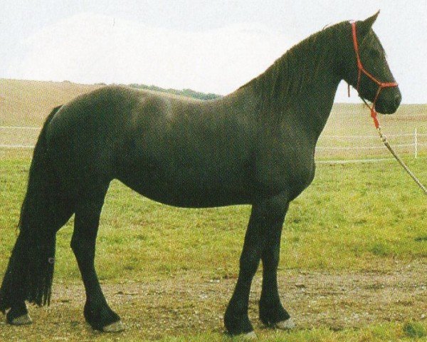 horse Titzia (Friese, 1998, from Abel)
