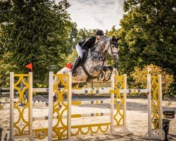 Springpferd Sir Lighton Z (Zangersheide Reitpferd, 2017, von Sir Obolensky Z)