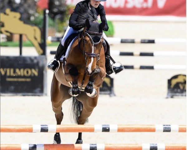 jumper Haribo van Twelve Oaks Z (Zangersheide riding horse, 2020, from Heartbeat)