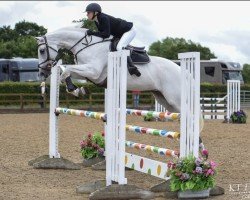 jumper Opium Europa UK (anglo european sporthorse, 2006, from Branco van Overis)