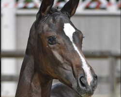 Springpferd Bombshell des Jenkins Z (Zangersheide Reitpferd, 2018, von Big Star)