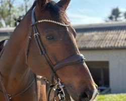 jumper Zinestar (German Sport Horse, 2020)