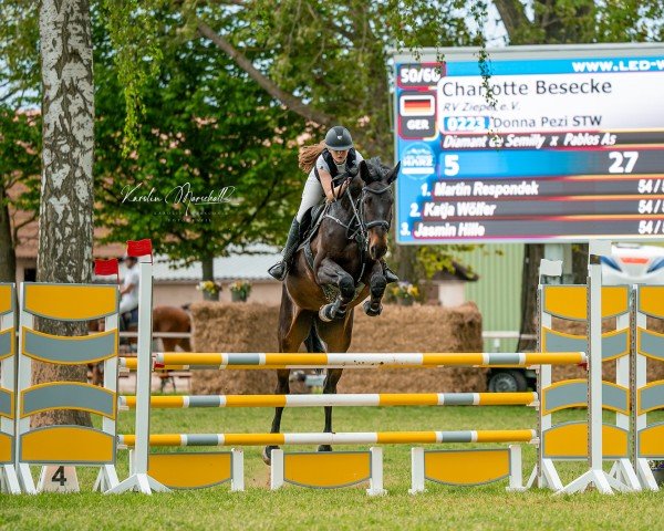 Springpferd Donna Pezi STW (Westfale, 2019, von Diamant de Semilly)
