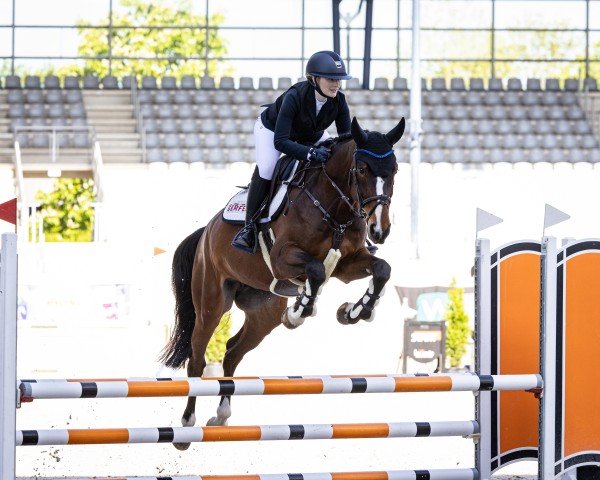 Zuchtstute Nugonda (KWPN (Niederländisches Warmblut), 2018, von Kannan)
