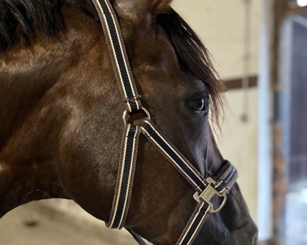 dressage horse Despina-Sherin B (Westphalian, 2010, from Damon Hill)
