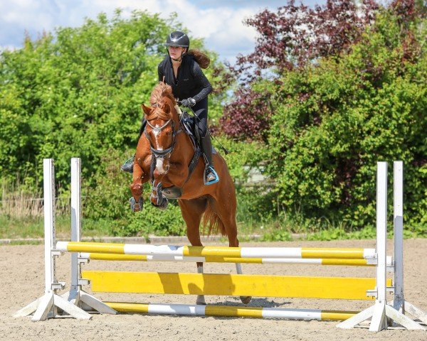 horse California Dream 10 (Holsteiner, 2020, from Casall Ask)