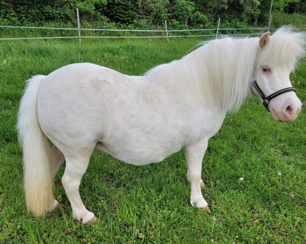 broodmare Glamorous v. Ellernbrook (Shetland pony (under 87 cm),  , from Bacardi Black vom Ellernbrook)
