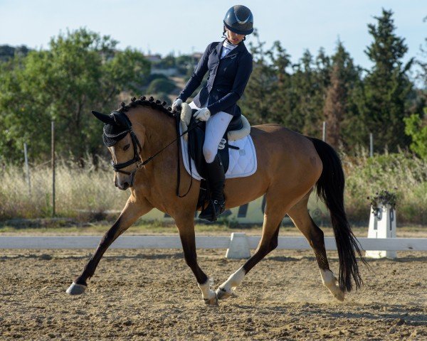 dressage horse Ninniefeh (German Riding Pony, 2014, from FS Champion de Luxe)