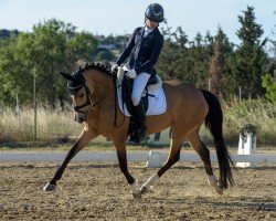 dressage horse Ninniefeh (German Riding Pony, 2014, from FS Champion de Luxe)