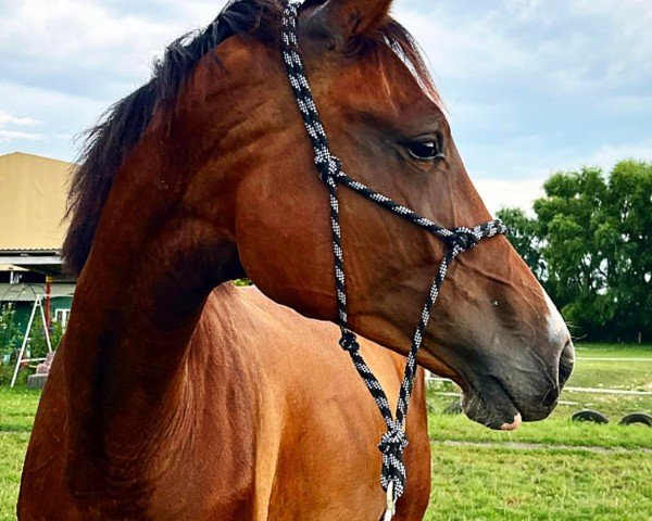 Pferd Bellbliss MF (Ungarisches Warmblut, 2021, von Contact du Rouet)