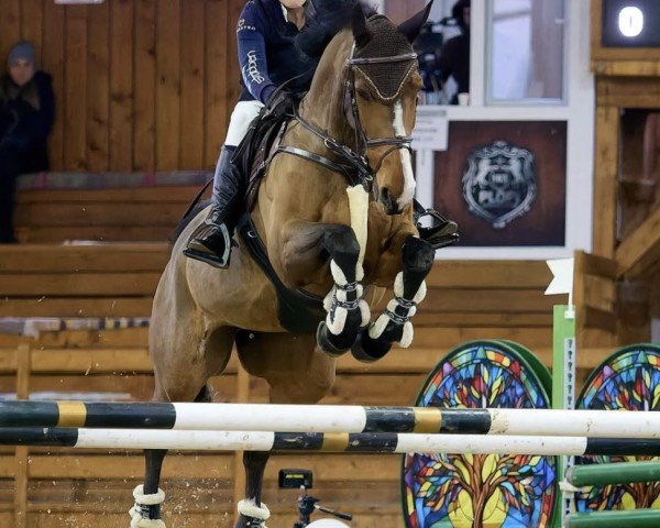 jumper Annabell (German Sport Horse, 2012, from Askari)