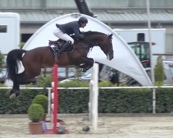 stallion Don Paolo (Westphalian, 2016, from Daily Motion)