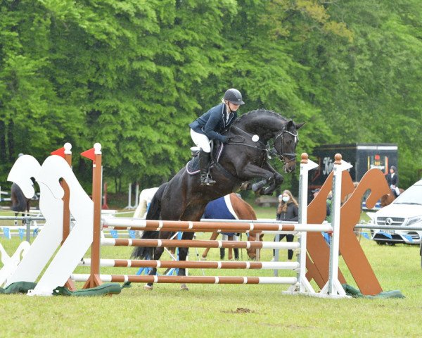 jumper Qarlotta (Westphalian, 2012, from Quidamo)