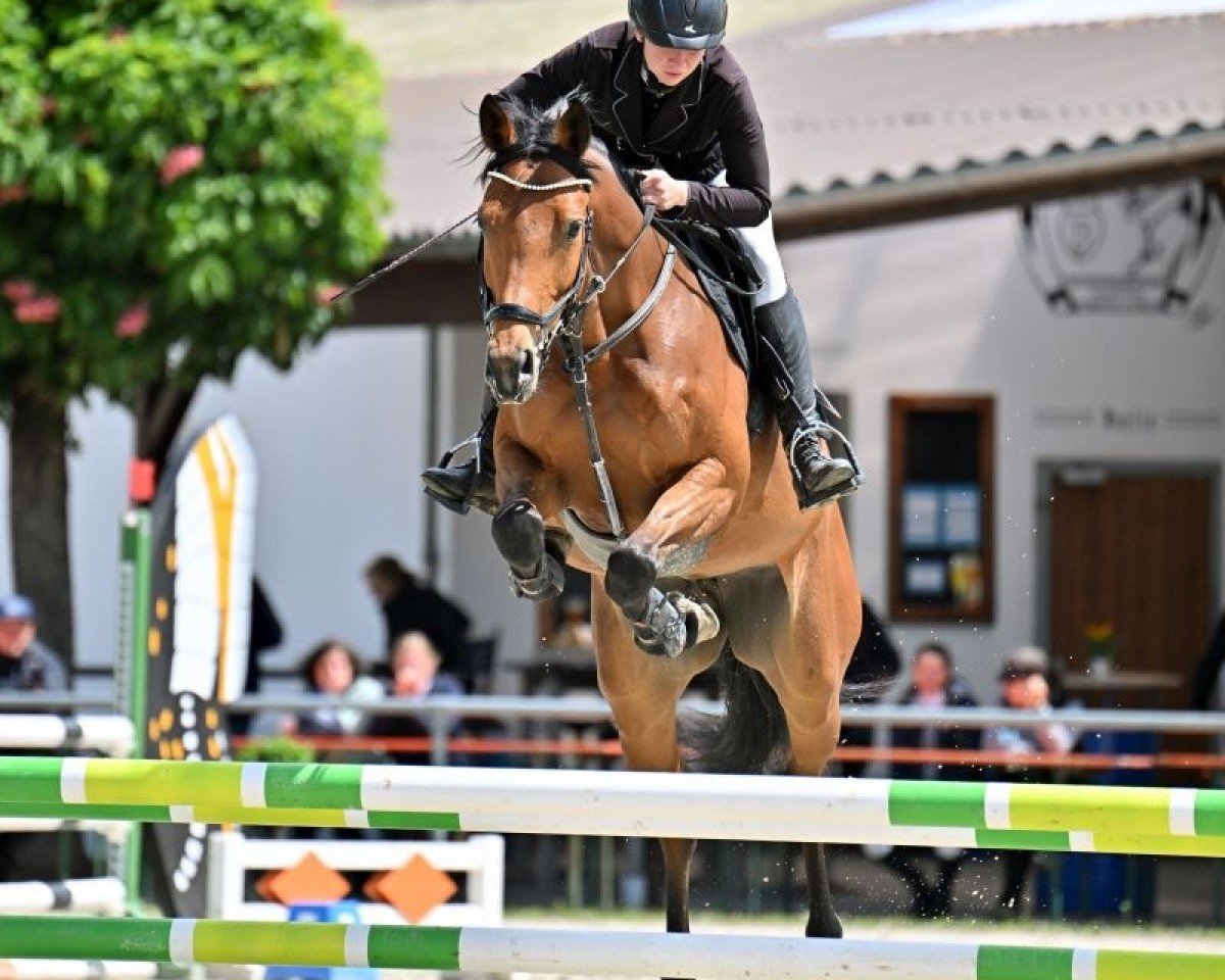jumper Calisca DB (German Sport Horse, 2020, from Con Sherry)