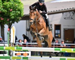 jumper Calisca DB (German Sport Horse, 2020, from Con Sherry)