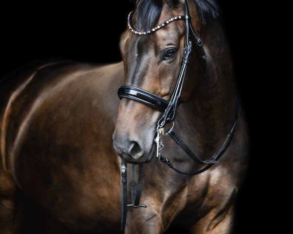 horse Feingeist HR (Hanoverian, 2016, from Fürst Fohlenhof)