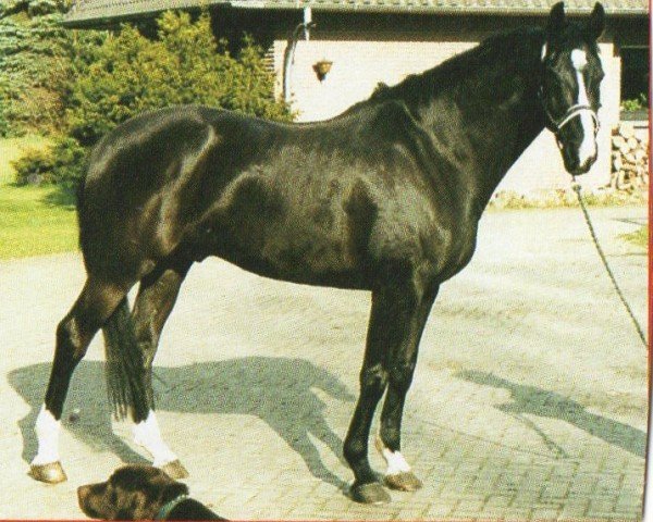 horse Kadanz 3 (KWPN (Royal Dutch Sporthorse), 1992, from Farmer)