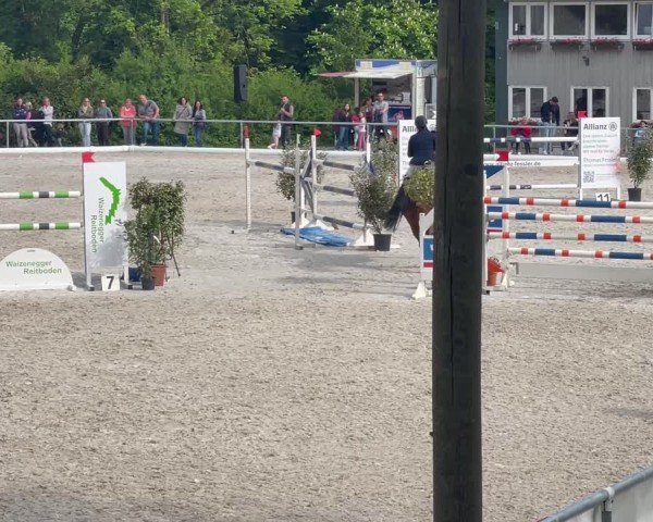 Reitturnier Bad Schussenried 2025