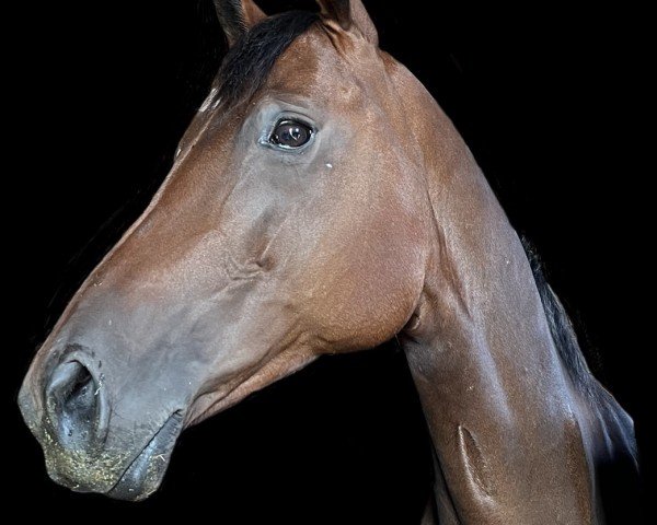 jumper Kymora (Trakehner, 2016, from Kentucky)