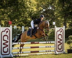 Springpferd Chester 287 (Pony ohne Rassebezeichnung, 2008)