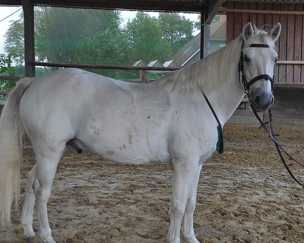 horse Teach Mór Song (Connemara Pony, 2014, from I Love You Melody)